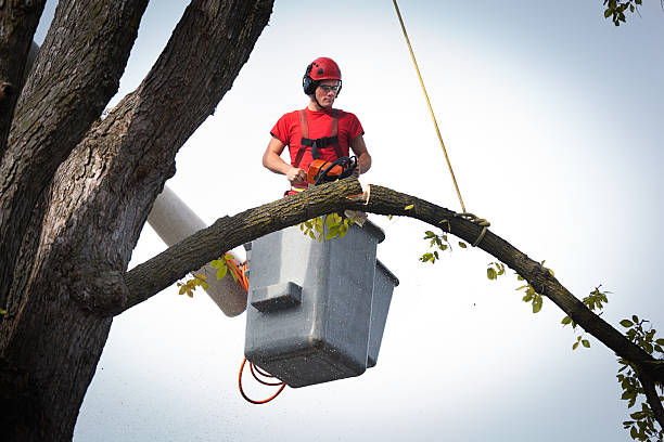 Best Tree Trimming Near Me  in USA